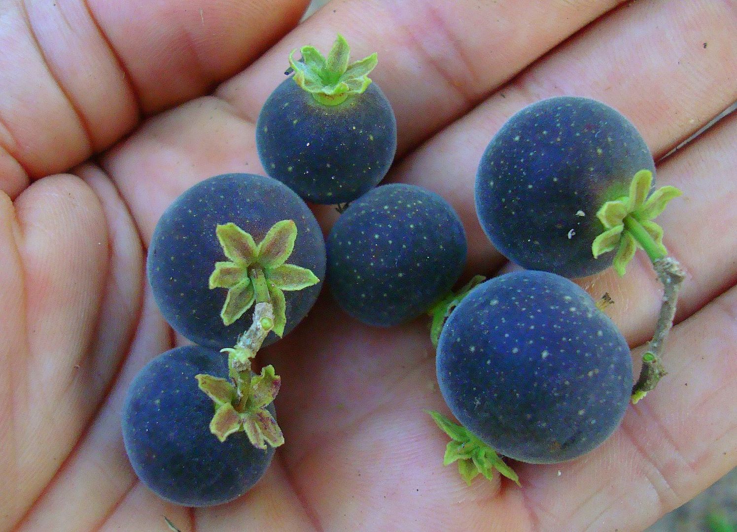 LIVE KETEMBILLA Fruit Tree Ceylon Gooseberry SEEDLING